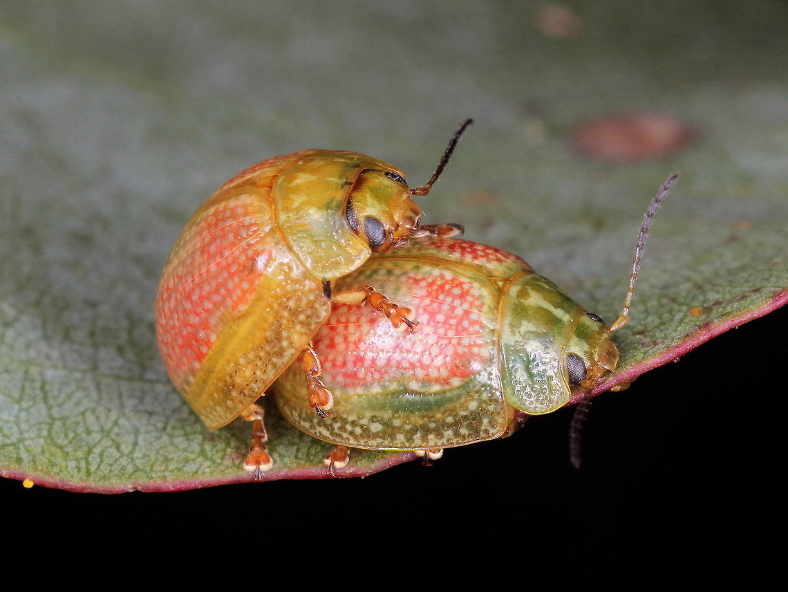 Paropsisterna fastidiosa  Australia,Geotagged,Paropsisterna,Paropsisterna fastidiosa,Winter