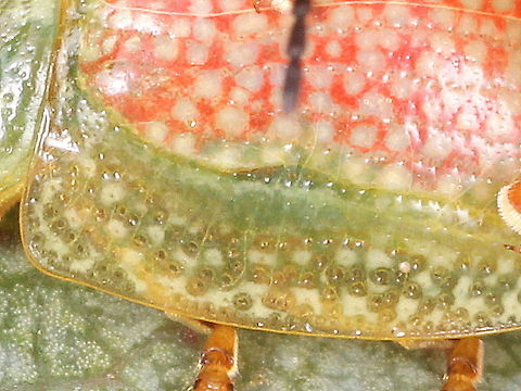 Paropsisterna fastidiosa study The transverse white wrinkles are mentioned in the description of fastidiosa by Blackburn in 1899.  This feature does not occur for most Paropsisterna.   Australia,Geotagged,Paropsisterna,Paropsisterna fastidiosa,Winter