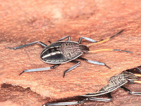 Poecilometis patruelis nymph This looks like the second last nymphal instar.   Australia,Geotagged,Poecilometis patruelis,Winter