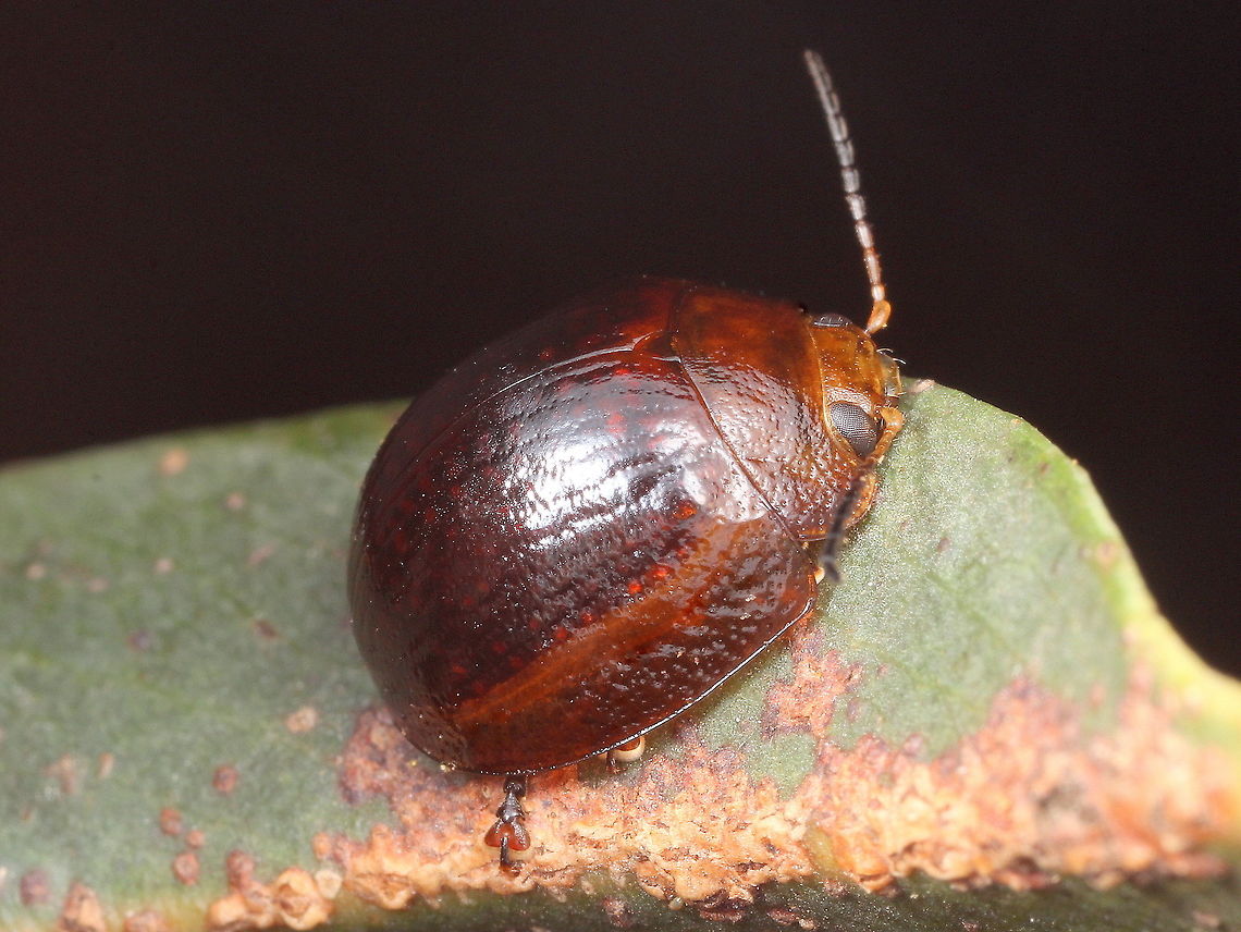 Paropsisterna variicollis This species can occur in a dark form, either male or female (this one is male).  <br />
The meandering puncturation series, mildly convex interstices and coarse pronotum is more clear in this image than the other images in the gallery of normal colored specimens.  <br />
The elytral marbling is evident through the translucent elytra even in the dark form.    Australia,Geotagged,Paropsisterna,Paropsisterna variicollis,Winter
