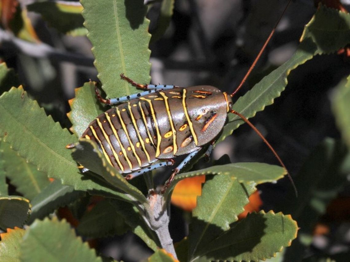 Polyzosteria mitchelli A surprising visitor on a banksia twig shows a beautiful side of the diurnal cockroach.  Australia,Geotagged,Polyzosteria mitchelli