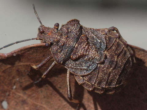 Inganina dimorpha This is a wingless true bug.   Australia,Geotagged,Inganina dimorpha,Summer