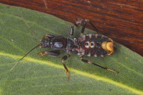 Wingless Assassin Bug ( Peirates sp.)  Australia,Geotagged,Winter