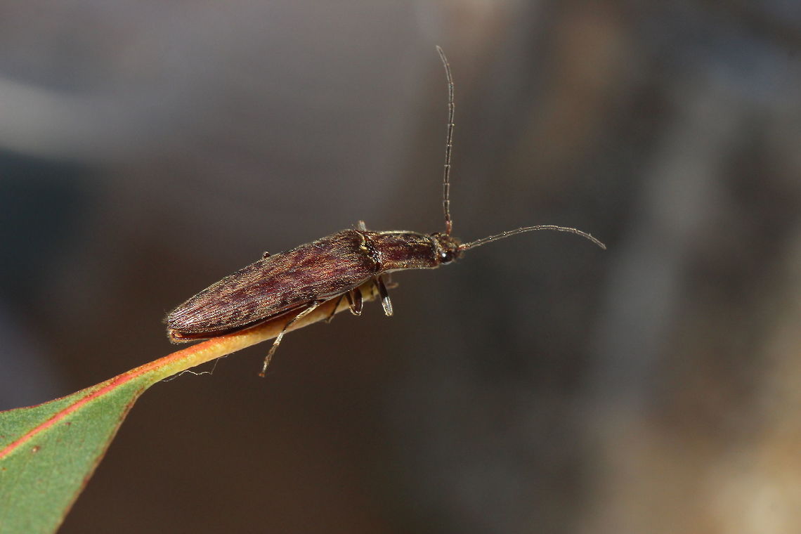 Click beetle  Australia,Geotagged,Winter