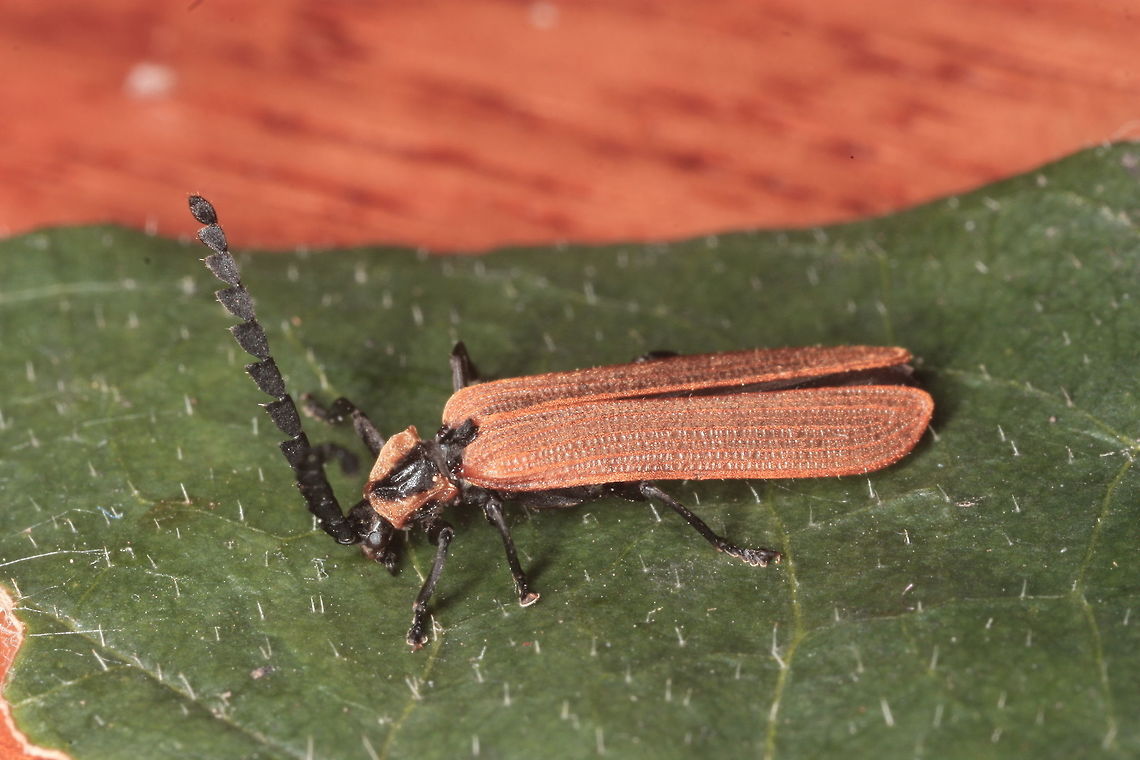 Lycid Beetle (Trichalus ampliatus)  Australia,Geotagged,Lycid Beetle,Porrostoma rhipidium,Red shouldered lycid beetle,Trichalus ampliatus,Winter