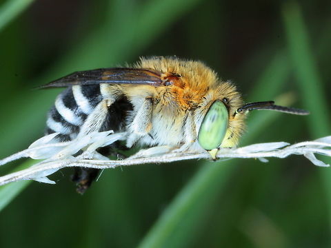 Blue Banded Bee   (Amegilla cingulata) This male latches onto a plant stem with its jaws, sometimes in large numbers in mass roosts.   Amegilla cingulata,Australia,Blue banded bee,Geotagged,Summer