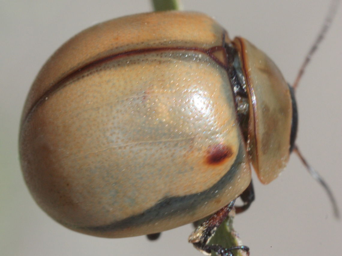 White Acacia Leaf Beetle (Dicranosterna circe) A rather rotund Acacia leaf beetle with pearly white elytra.  <br />
There is a brown spot mer the humeral callous.  <br />
Queensland  Australia,Dicranosterna,Dicranosterna circe,Geotagged,Summer,White Acacia Leaf Beetle