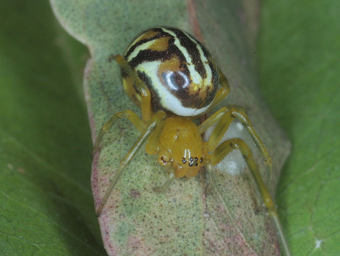 Leaf curling spider These orb spiders curl a dry leaf and position it into the centre of their web for a great protection and to the frustration  of arachnophiles.  Australia,Deliochus pulcher,Geotagged,Summer
