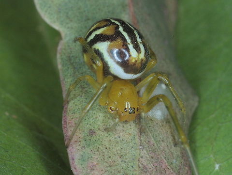 Leaf curling spider These orb spiders curl a dry leaf and position it into the centre of their web for a great protection and to the frustration  of arachnophiles.  Australia,Deliochus pulcher,Geotagged,Summer