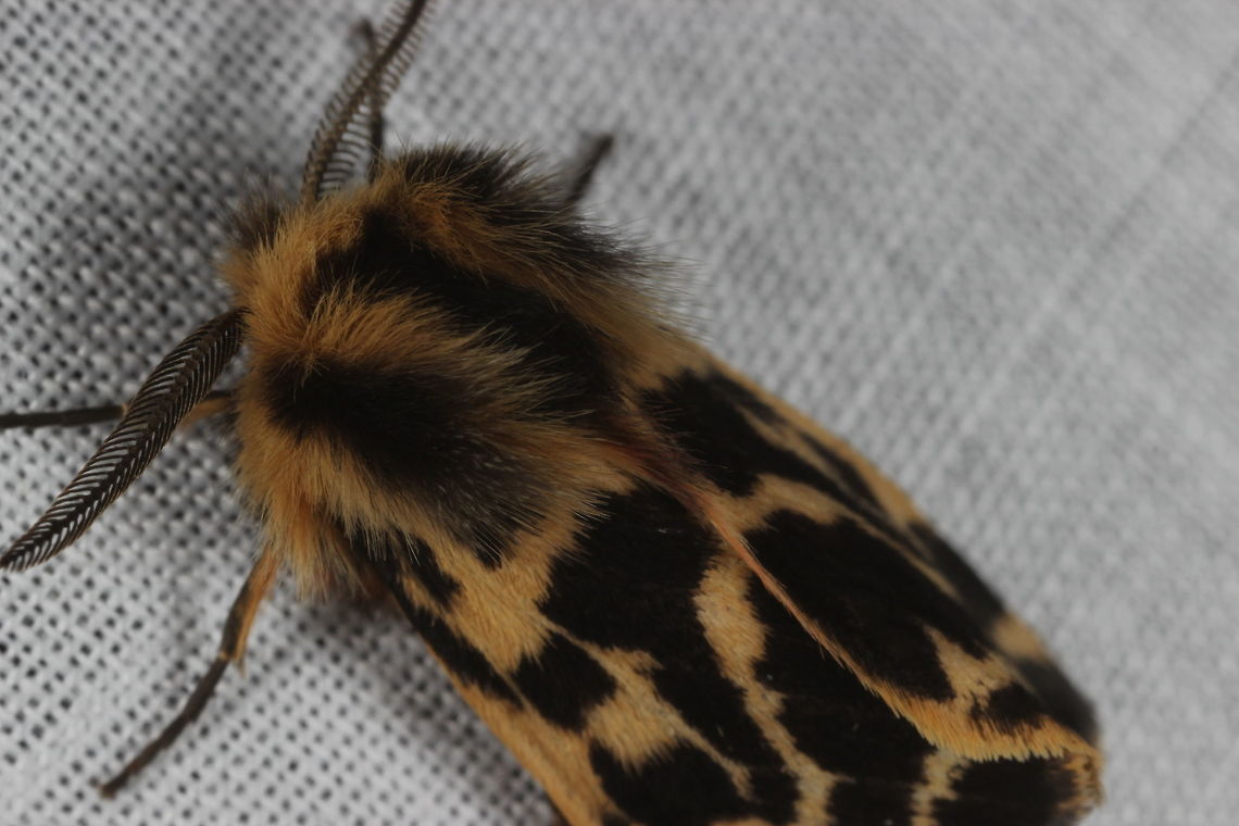 Tiger moth  Ardices curvata,Australia,Crimson tiger moth,Geotagged,Winter