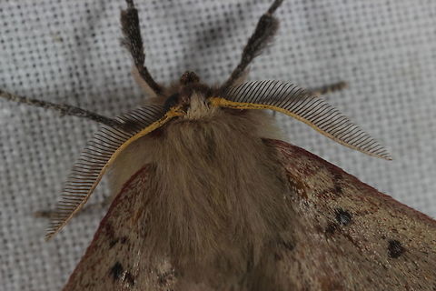 Anthela acuta This one with pinnate antennae is the male.  The one on the feature picture is female.  
This image was not cropped, i'm just too lazy to change to the wider lens.   Anthela acuta,Australia,Geotagged,Winter