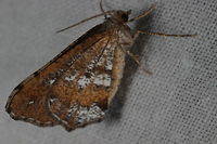 Looper Moth https://www.jungledragon.com/image/45289/lopper_moth.html Australia,Dissomorphia australiaria,Geotagged,Winter