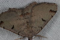Dissomorphia australiaria (Looper moth) https://www.jungledragon.com/image/45288/looper_moth.html Australia,Dissomorphia australiaria,Geotagged,Winter