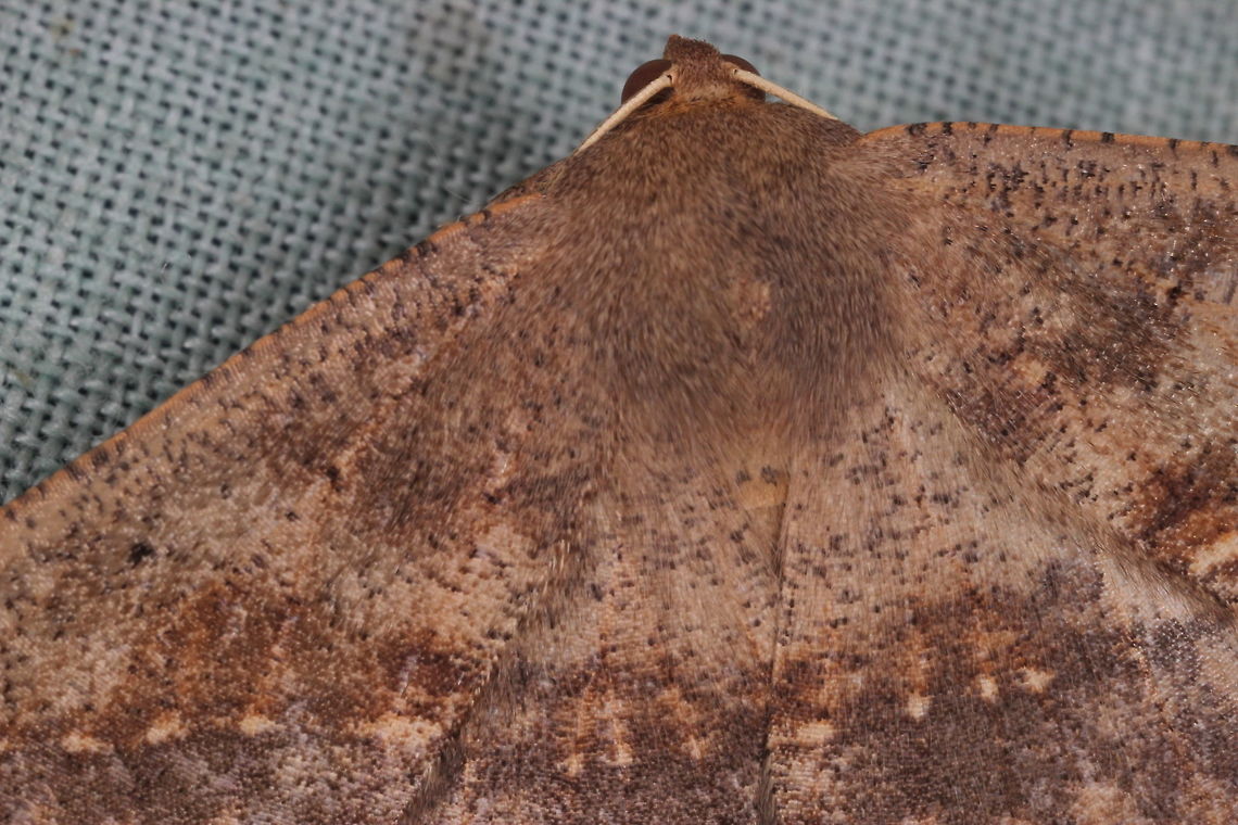 Anthela sp. This is a partial photo and a variable genus.<br />
It is possibly A. acuta but possible not.   Australia,Geotagged,Winter