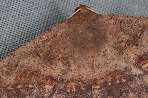 Anthela sp. This is a partial photo and a variable genus.
It is possibly A. acuta but possible not.   Australia,Geotagged,Winter