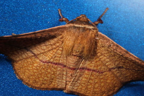 Aglaopus pyrrhata (Twisted wing moth) on my car.  Aglaopus pyrrhata,Australia,Geotagged,Winter