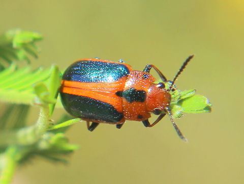 Calomela curtisi Calomela curtisi is found on black wattle.  This species is not very common.  

https://en.wikipedia.org/wiki/Calomela Australia,Calomela curtisi,Geotagged,Summer