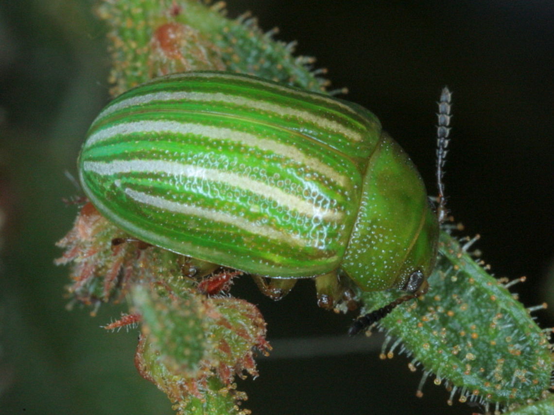 Calomela acaciae This feeds exclusively on the rough Acacia aspera.  Most parts of Australia where this plant is absent, the beetle cannot occur.   Australia,Calomela acaciae,Geotagged,Summer,calomela
