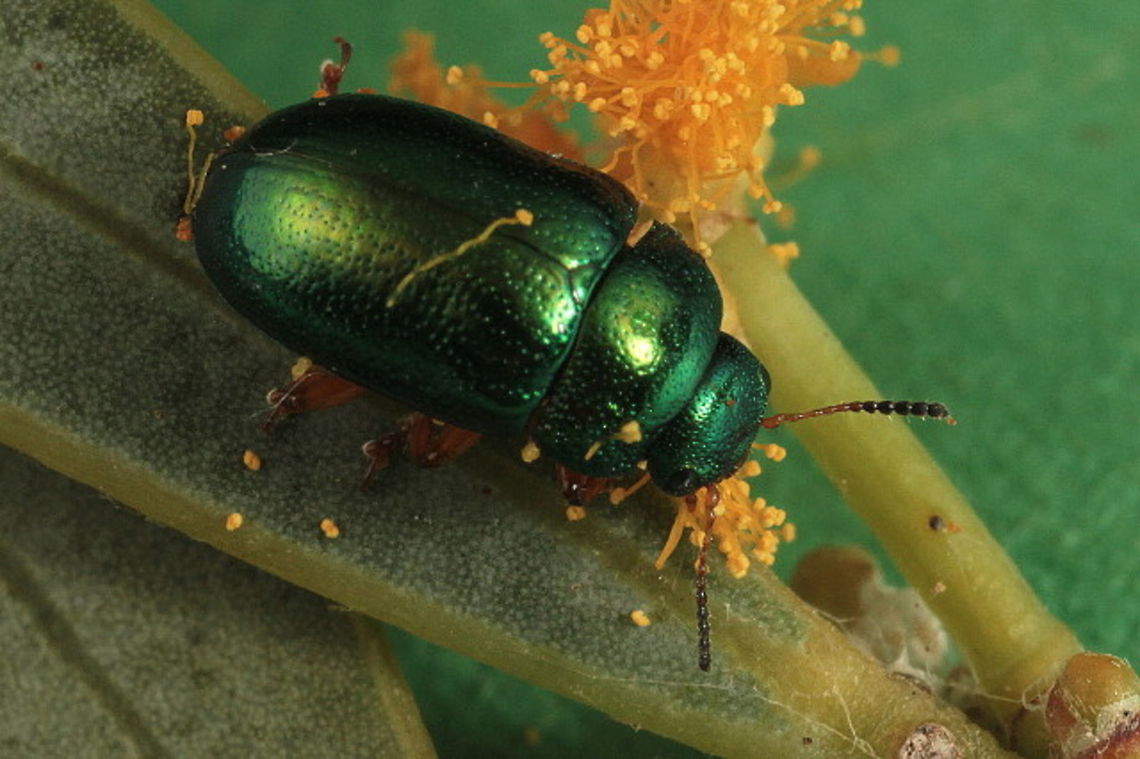 Calomela fulvilabris This beetle has a very narrow distribution range and still very scarce in that range.   Australia,Calomela,Calomela fulvilabris,Geotagged,Spring