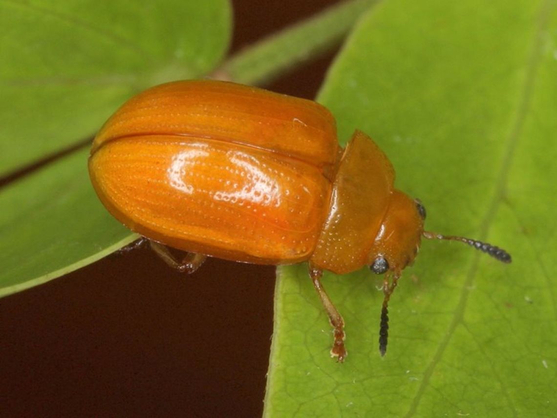 Calomela testacea  Australia,Calomela testacea,Geotagged