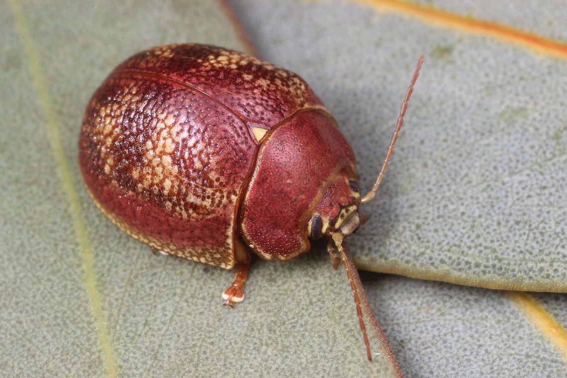 Paropsis carnosa  Australia,Geotagged,Spring,paropsis,paropsis carnosa