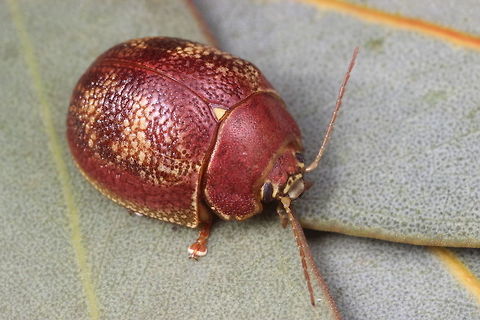 Paropsis carnosa  Australia,Geotagged,Spring,paropsis,paropsis carnosa