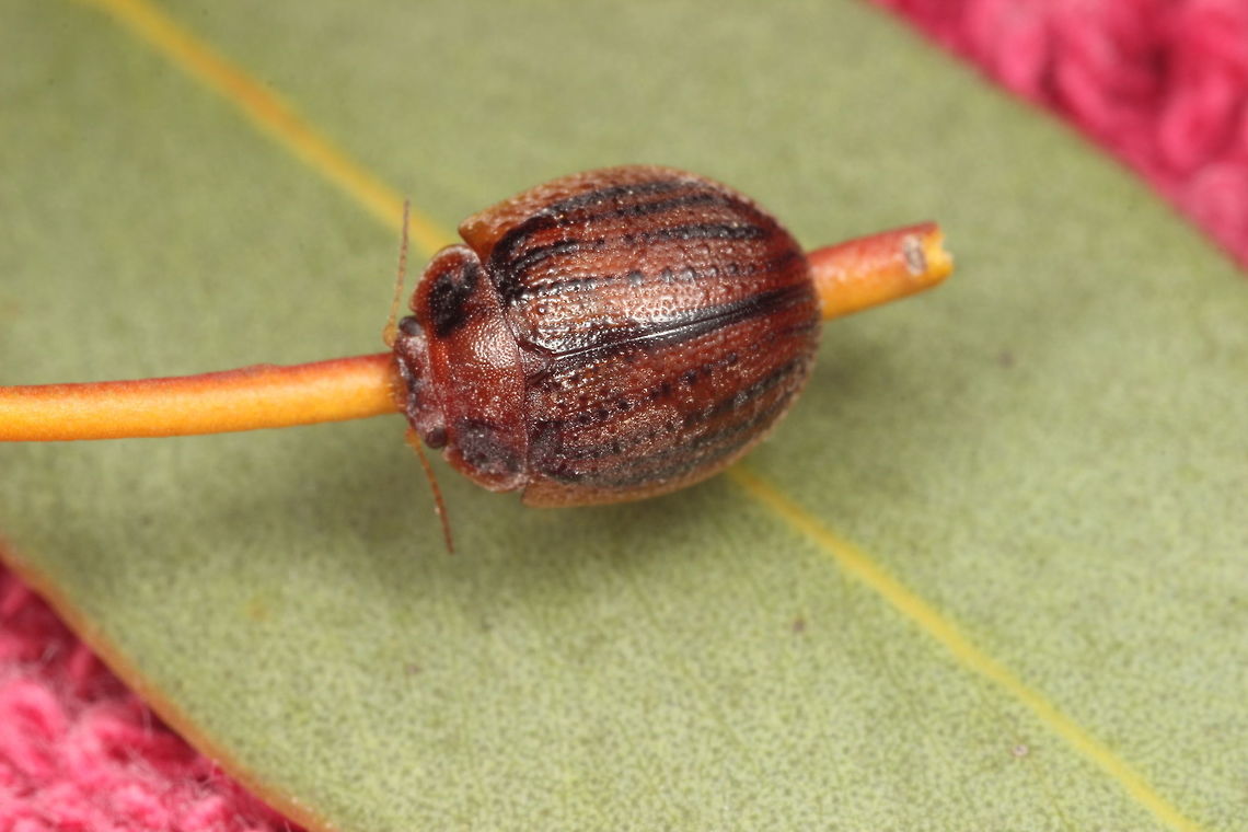 Trachymela sublimbata The black lines and the sub marginal spots on the pronotum make this beetle identifiable.   <br />
A desert species.      Australia,Geotagged,Spring,Trachymela,Trachymela sublimbata