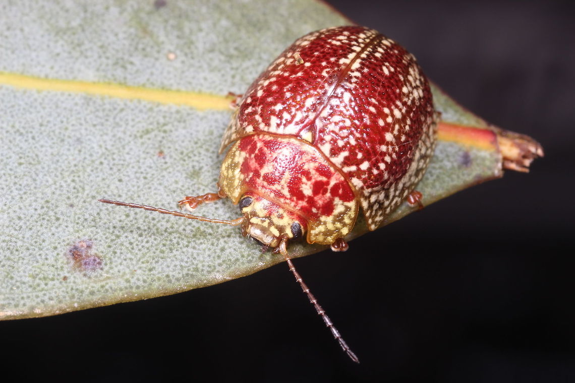 Paropsis_variegata_BillyBore This beetle is strongly speckled like many allied species are.<br />
This is my first sighting of this species and if you check the links, the only image available is a dead one I took from the pinned museum collection for reference purposes.  <br />
There are two more members of Paropsis genus for Victoria which I will target this season and about three rare ones that I do not realistically expect to find.  That is the set.   :) Australia,Geotagged,Paropsis variegata,Spring,paropsis