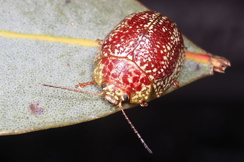 Paropsis_variegata_BillyBore This beetle is strongly speckled like many allied species are.
This is my first sighting of this species and if you check the links, the only image available is a dead one I took from the pinned museum collection for reference purposes.  
There are two more members of Paropsis genus for Victoria which I will target this season and about three rare ones that I do not realistically expect to find.  That is the set.   :) Australia,Geotagged,Paropsis variegata,Spring,paropsis