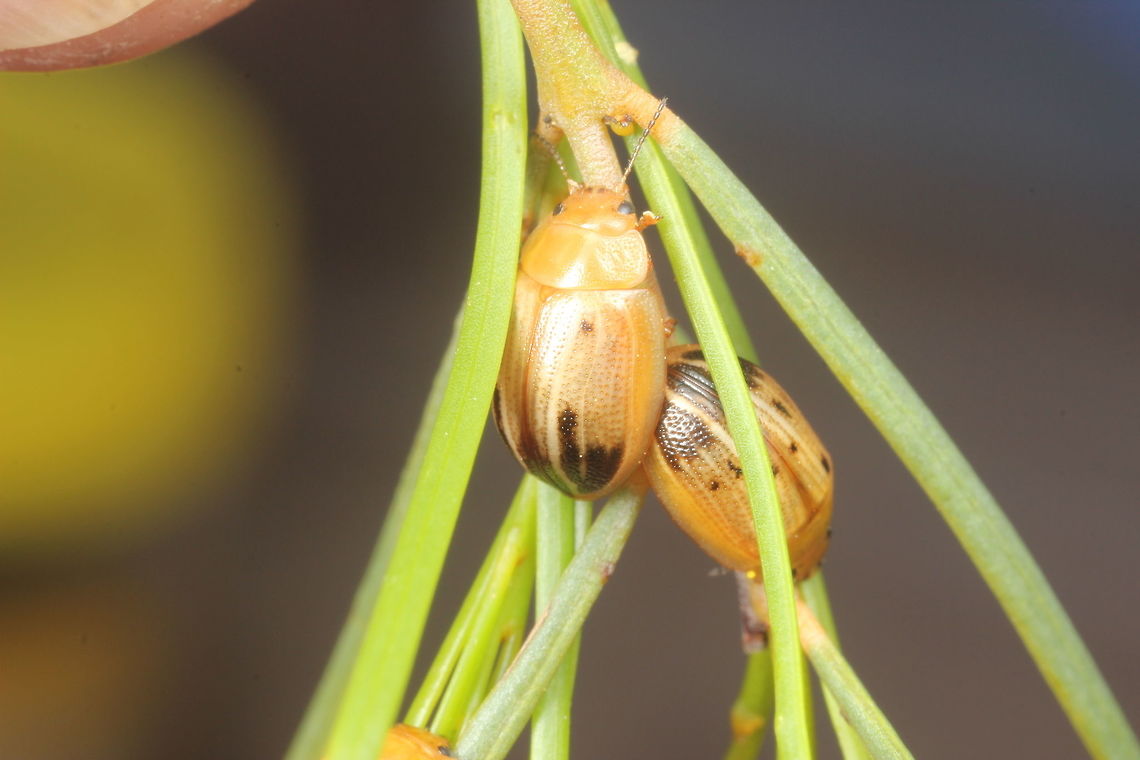 Peltoschema_perplexa The larvae can eat Acacia flowers.  In that case we get yellow beetles.   <br />
When the larvae eat foliage, the adults are green.  <br />
<figure class="photo"><a href="https://www.jungledragon.com/image/37401/peltoschema_perplexa.html" title="Peltoschema perplexa"><img src="https://s3.amazonaws.com/media.jungledragon.com/images/2776/37401_thumb.JPG?AWSAccessKeyId=05GMT0V3GWVNE7GGM1R2&Expires=1759968010&Signature=%2BJw3QMxMyU%2Bj9GejOkMmuvbA%2F48%3D" width="200" height="150" alt="Peltoschema perplexa Beetles are green when the larvae feed on leaves, yellow when they feed on flowers.  Australia,Geotagged,Peltoschema,Peltoschema perplexa,Winter" /></a></figure>      Australia,Geotagged,Peltoschema,Peltoschema perplexa,Spring