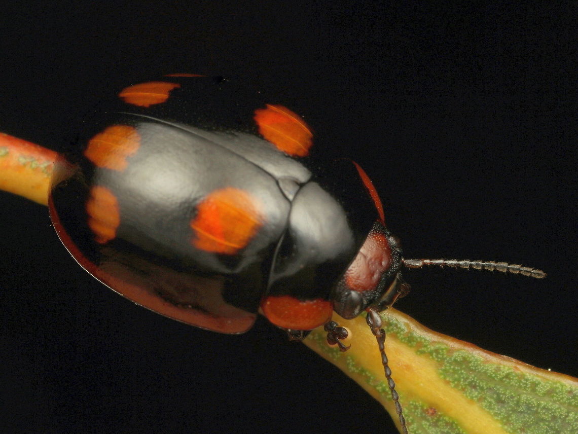 Paropsisterna beata  Australia,Blessed leaf beetle,Geotagged,Paropsisterna,Paropsisterna beata,Spring