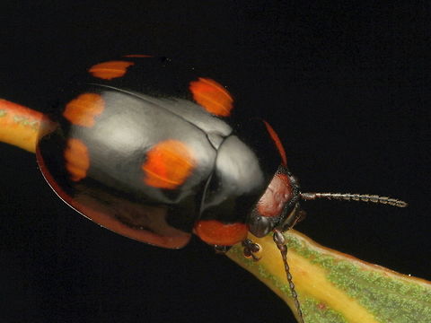 Paropsisterna beata  Australia,Blessed leaf beetle,Geotagged,Paropsisterna,Paropsisterna beata,Spring