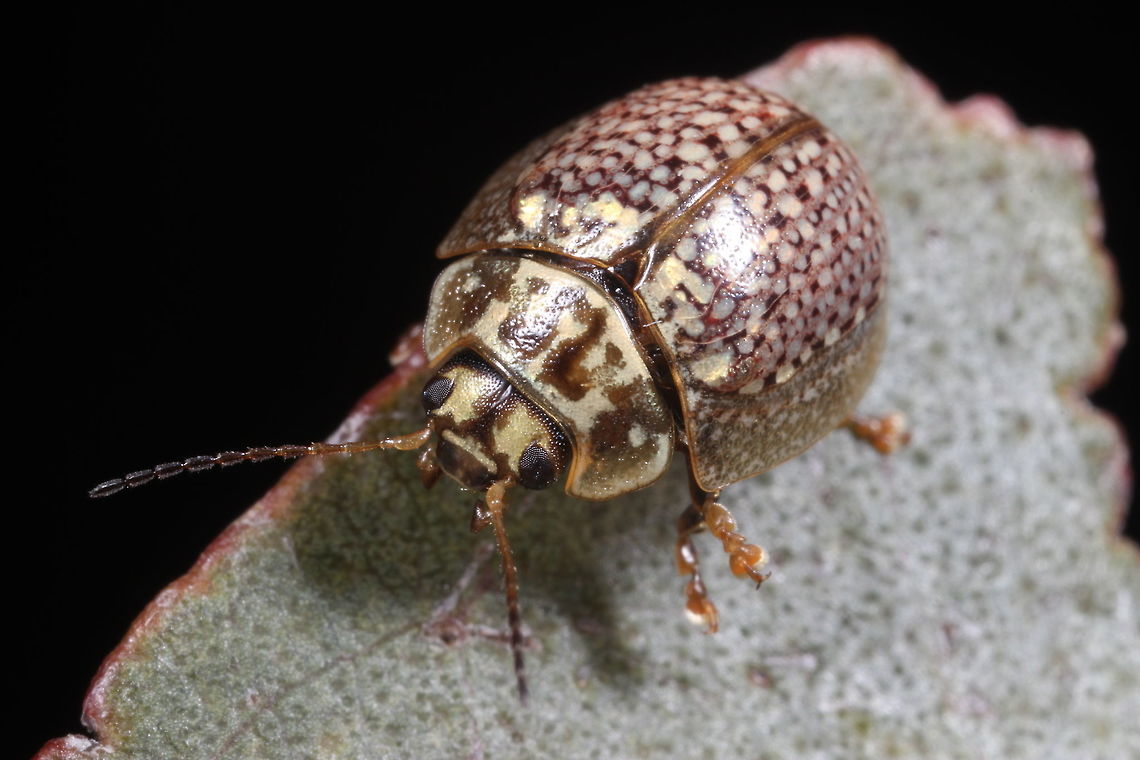 Paropsisterna decolorata  Australia,Geotagged,Paropsisterna,Paropsisterna decolorata,Spring