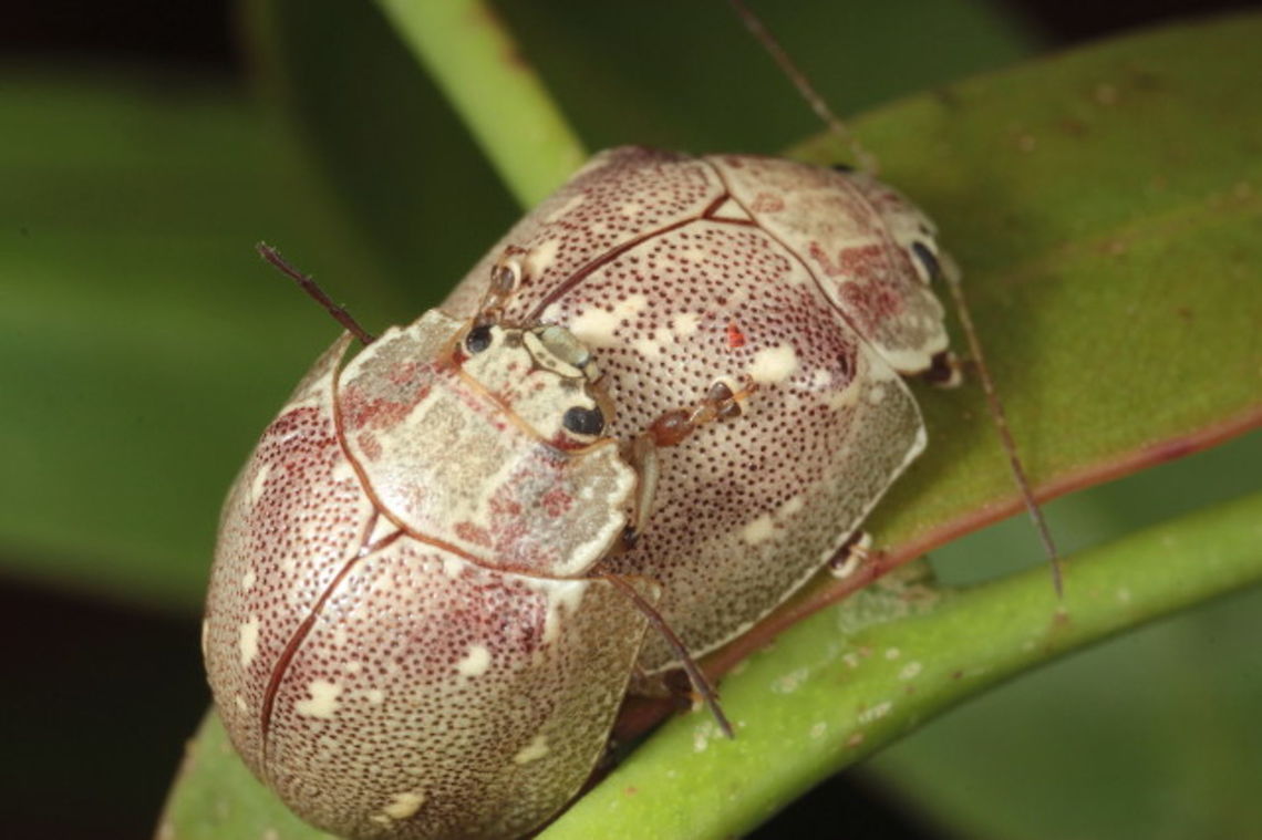 Paropsis sp. nov. sp#24 This crusty looking beetle is a surprising find, undescribed and unnamed so far.  The description is currently being published and it occurs along the east coast of Australia but rarely in Victoria.  This is the southern limit of its range.    Australia,Geotagged,Spring,paropsis