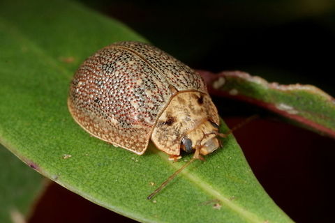 Paropsis_intermedia_Mt_Lofty_Oct16 This is missing some sections of the antennae and may be a senior citizen.      Australia,Geotagged,Paropsis intermedia,Spring