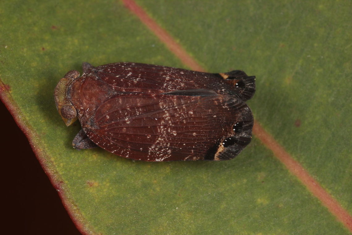 plant hopper  (Platybrachys decemmacula)  Australia,Geotagged,Planthopper,Platybrachys decemmacula,Spring
