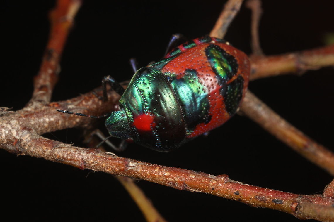 Jewel Bug.  (Choerocoris paganus)  Australia,Choerocoris paganus,Geotagged,Ground shield bug,Spring