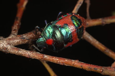 Jewel Bug.  (Choerocoris paganus)  Australia,Choerocoris paganus,Geotagged,Ground shield bug,Spring