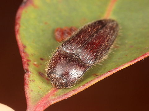 Elateridae.  Click beetle  Australia,Fall,Geotagged,Spring