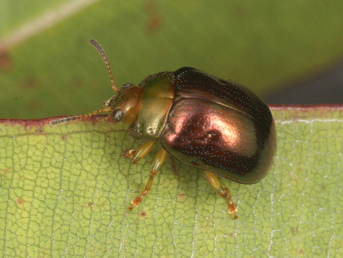 Calomela pulchella Not sure of the species.<br />
It is unlikely to be C. ruficeps Australia,Calomela,Calomela pulchella,Geotagged,Spring