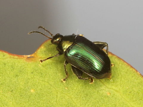 Flea beetle (3mm small) Galerucinae, alticini (tribe) Possibly Altici sp.   Altici,Australia,Galerucinae,Geotagged,Spring