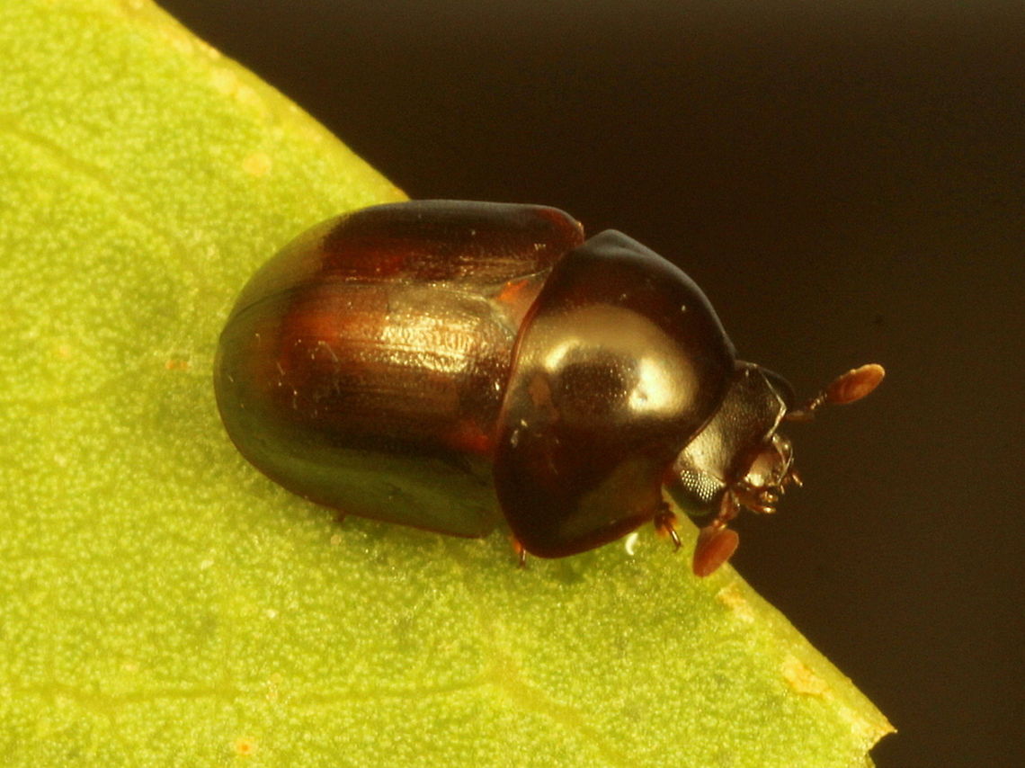 beetle 2-3mm    Tiny.<br />
 I do not even know the family of this beetle.   Australia,Fall,Geotagged,Spring