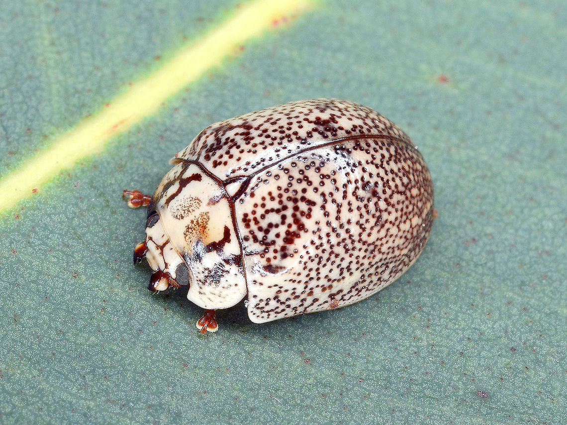 Paropsis (sp. nov.) sp (GFM#20) This small crusty beetle is undescribed. It occurs between Sydney and Brisbane (Australia) but is not rare. <br />
It was photographed by Allen Sundholm, a generous buprestid coleopterist who knows my interest for paropsines. Allen has identified most of my buprestidae (Jewel beetle) species (Check tag = Castiarina on this site).<br />
He took this photo and owns the rights to it. Used with permission. <br />
Australia,Geotagged,Spring,paropsis