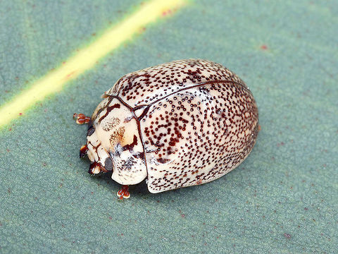 Paropsis (sp. nov.) sp (GFM#20) This small crusty beetle is undescribed.  It occurs between Sydney and Brisbane (Australia) but is not rare.  
It was photographed by Allen Sundholm, a generous buprestid coleopterist who knows my interest for paropsines.  Allen has identified most of my buprestidae (Jewel beetle) species (Check tag = Castiarina on this site).
He took this photo and owns the rights to it.  Used with permission.  
 Australia,Geotagged,Spring,paropsis