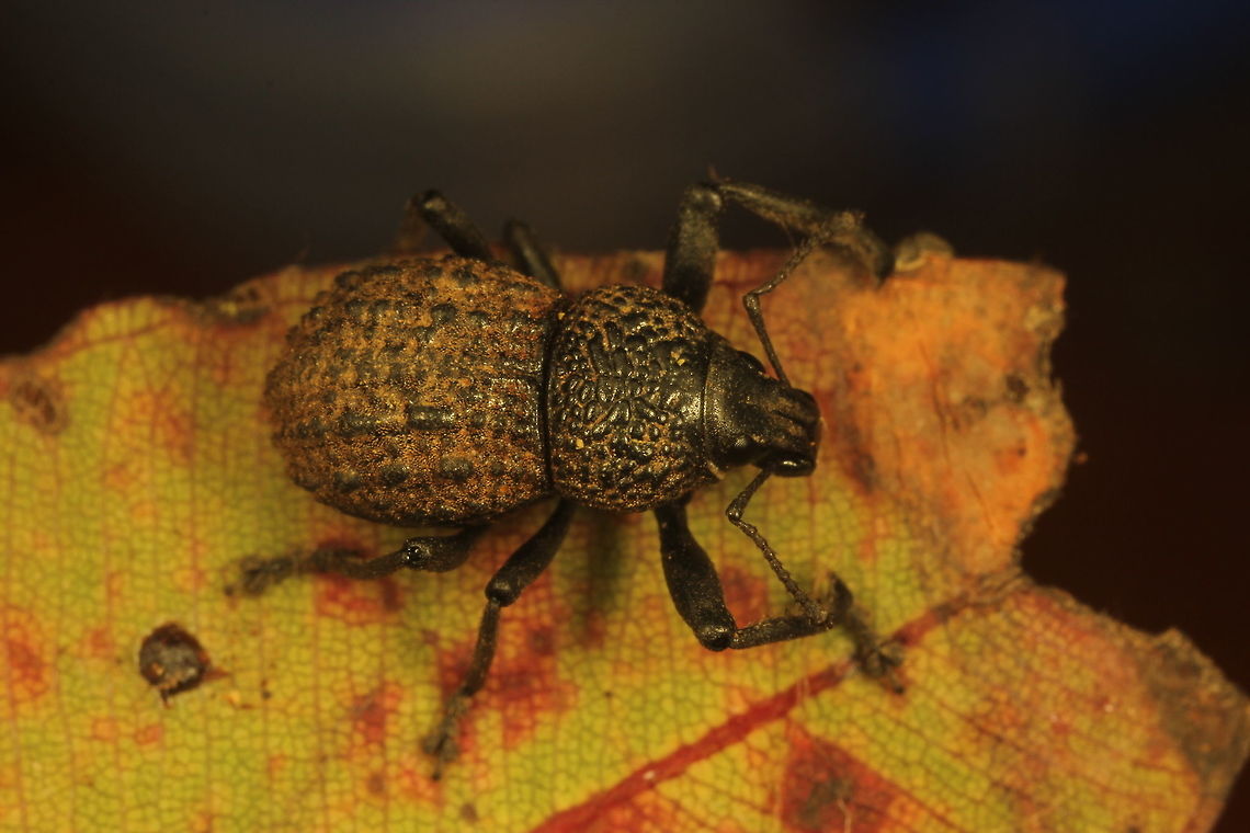 Weevil  Australia,Geotagged,Spring