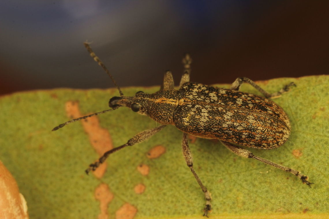 Weevil2  Australia,Geotagged,Spring