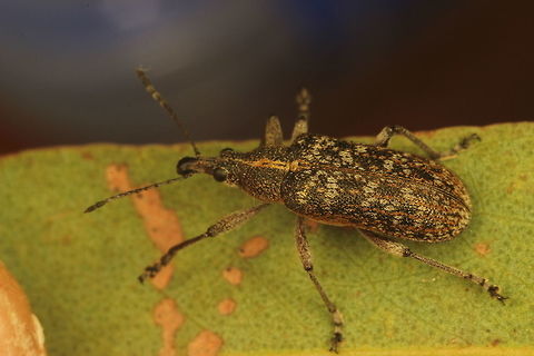 Weevil2  Australia,Geotagged,Spring