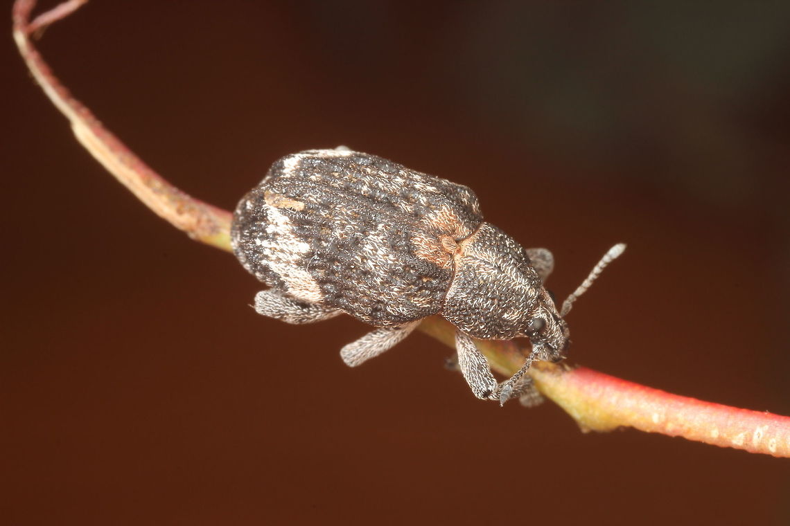 Weevil3  Australia,Geotagged,Spring