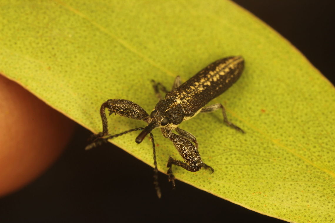 Belid Weevil  Australia,Geotagged,Spring