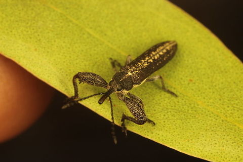 Belid Weevil  Australia,Geotagged,Spring
